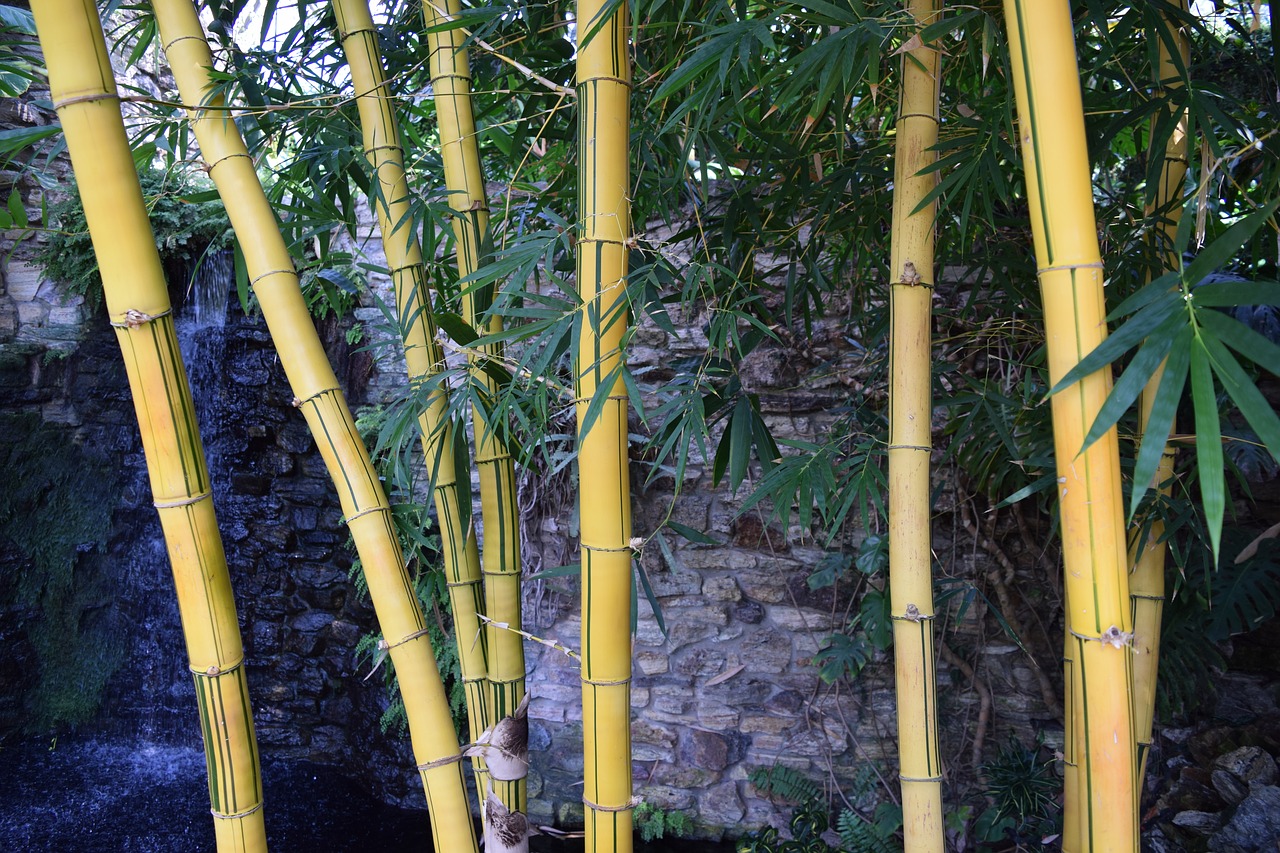 Image - bamboo exotic strong tropical asia