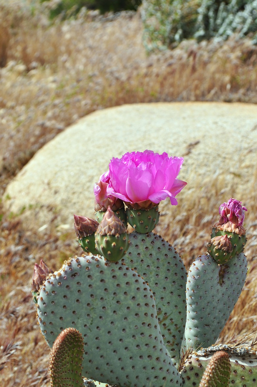 Image - cacti cactus desert pink plant