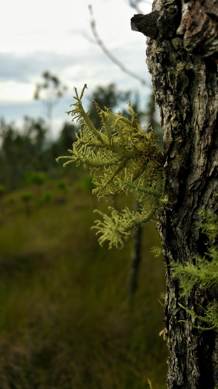 Image - tree pine moss nature green plant