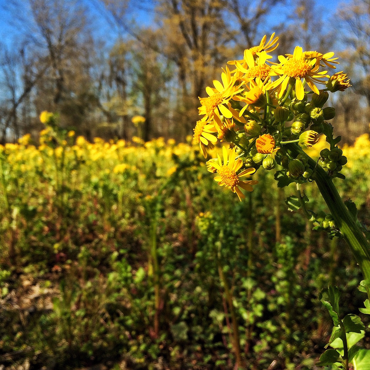 Image - yellow mustard kentucky allergies