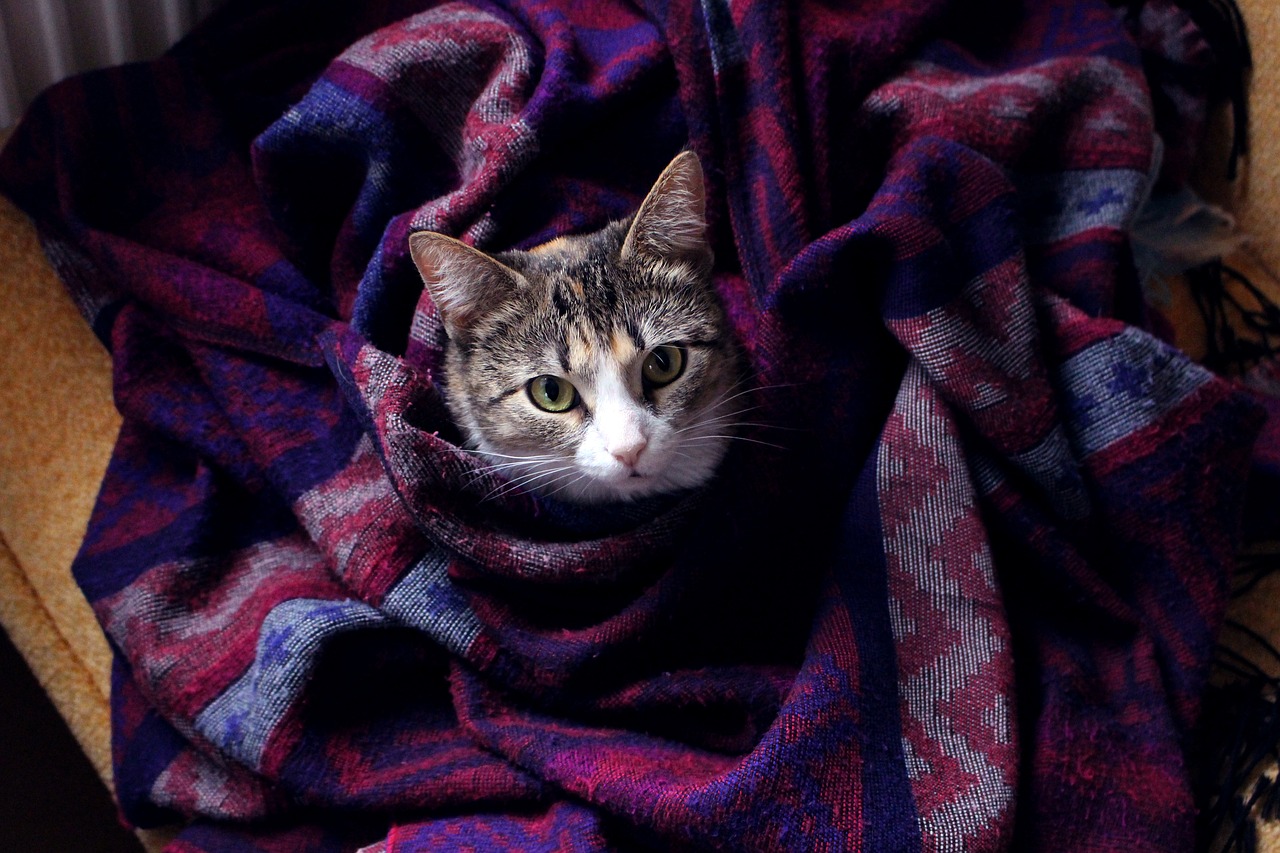 Image - cat pet snout plaid quilt style