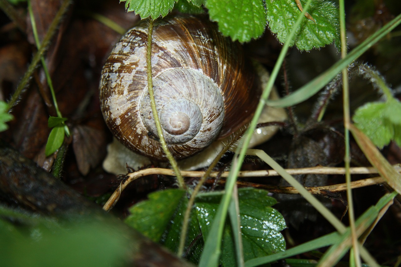 Image - snail summer shell nature plant