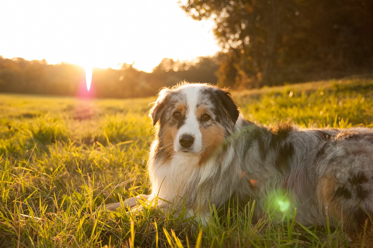 Image - sun sunset dog berger australian