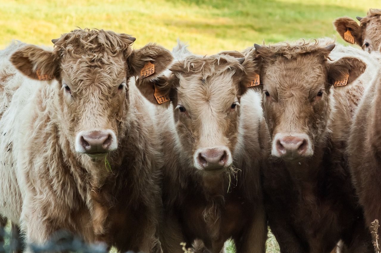 Image - cows calves animals cattle