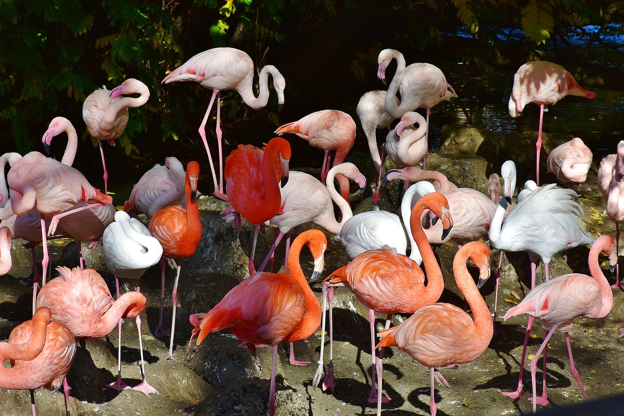 Image - flamingo bird pink bill plumage