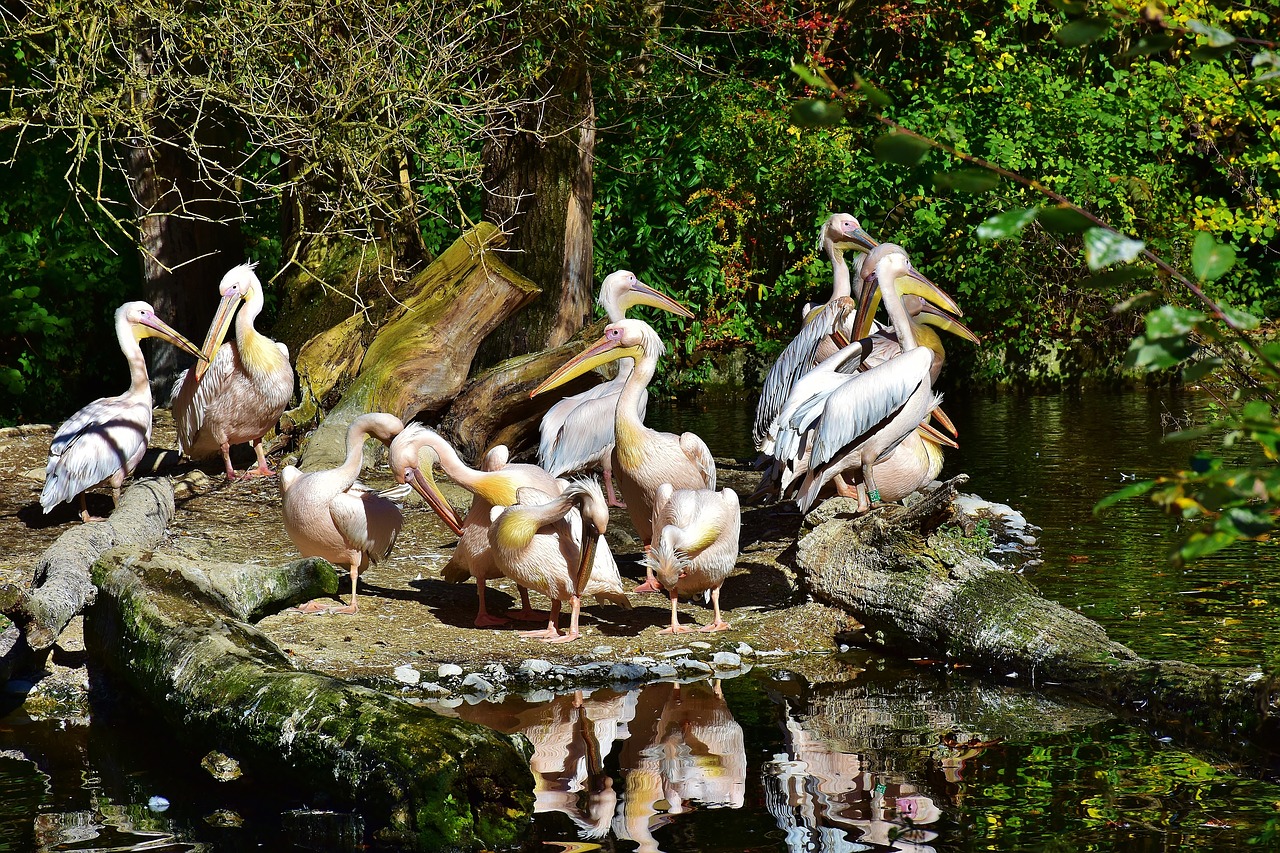 Image - pelikan bird wild bird water