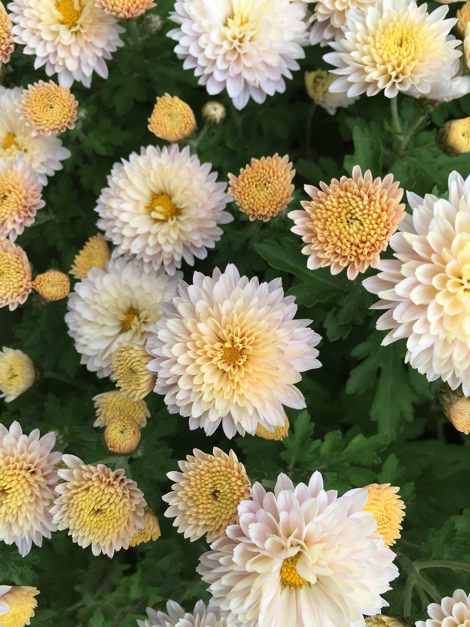 Image - in full bloom kogiku fragrance