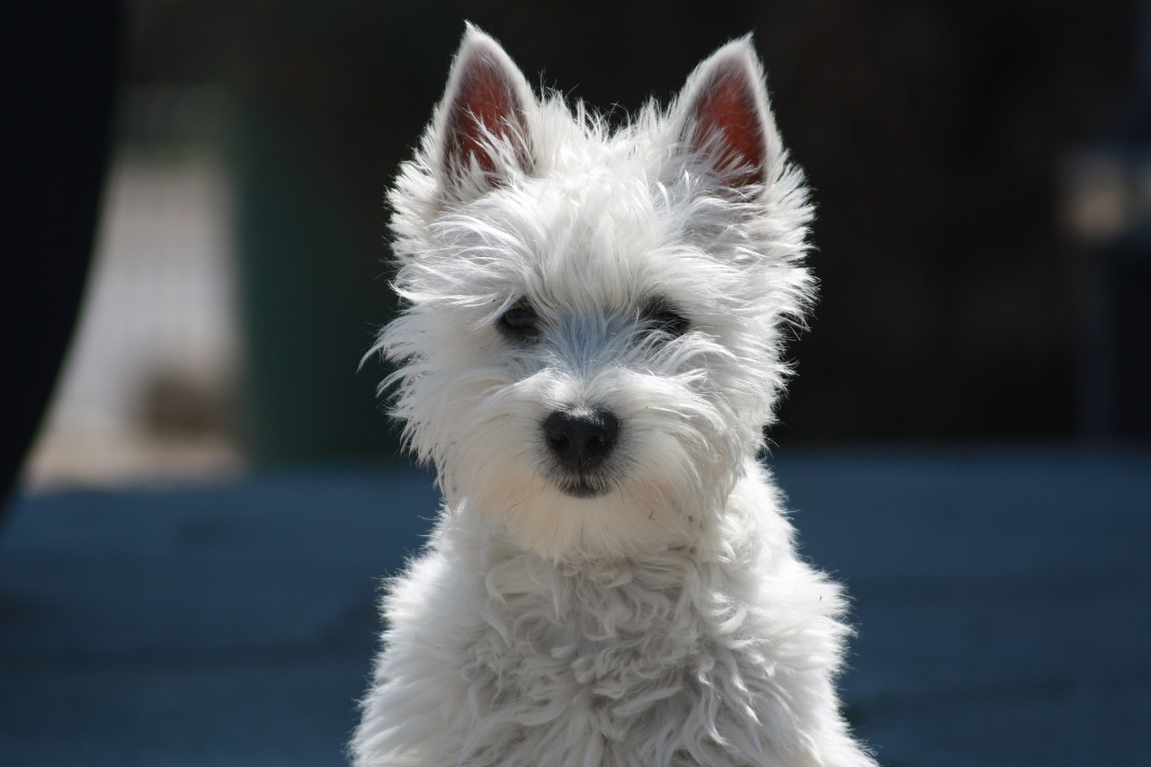 Image - dog terrier small dog animal pet