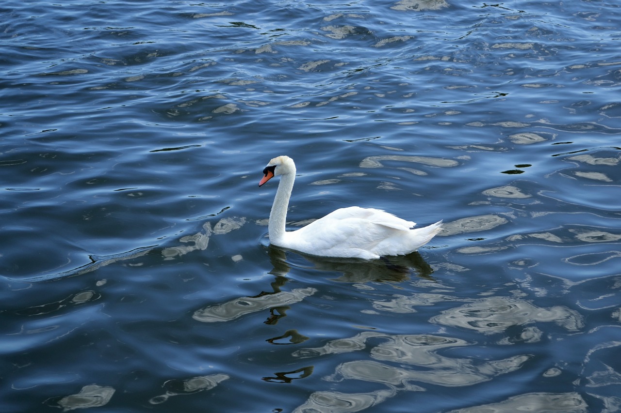 Image - swan lake river peaceful