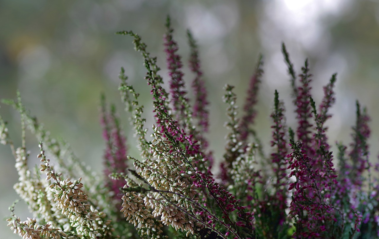 Image - heather flower ornament autumn