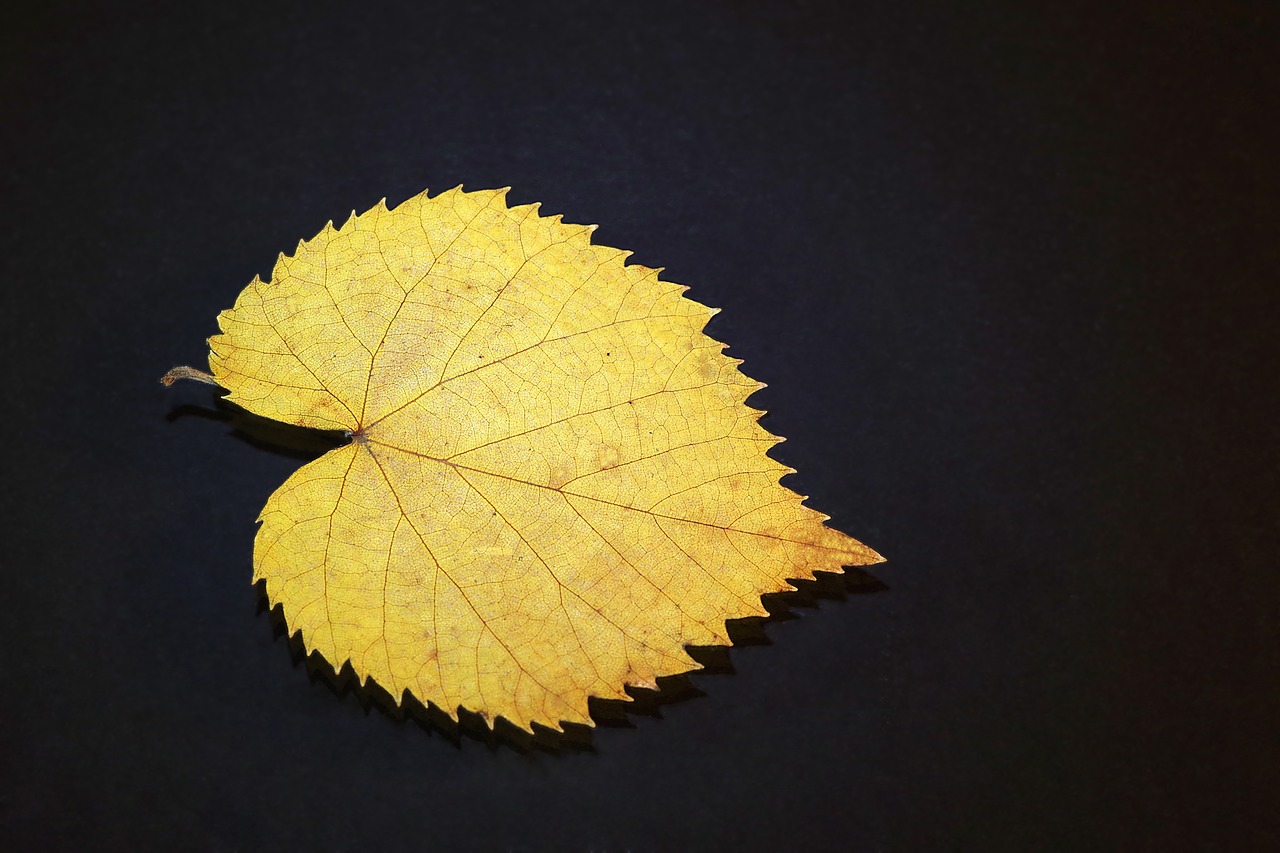 Image - leaf lipa yellow black background