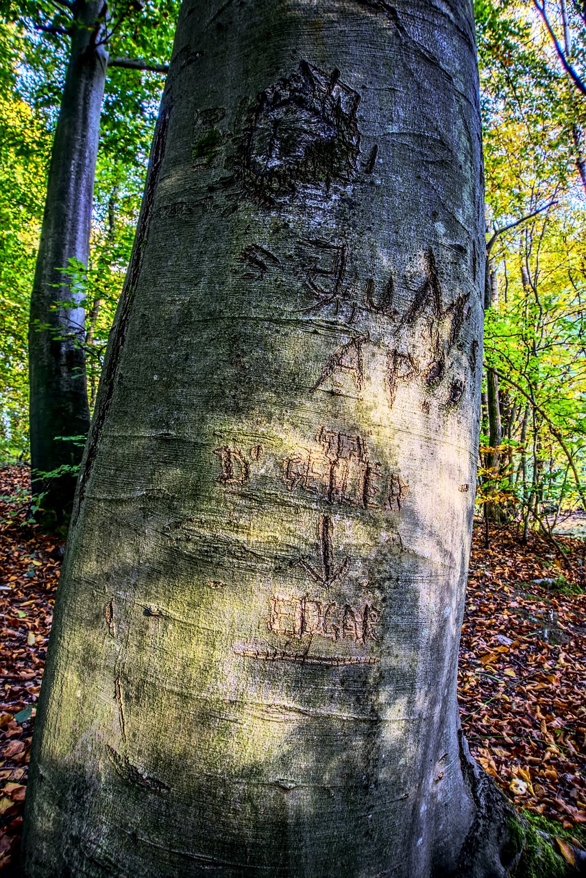Image - log initials bark section carving