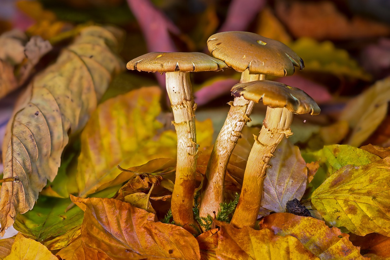 Image - mushroom mushroom group fall foliage