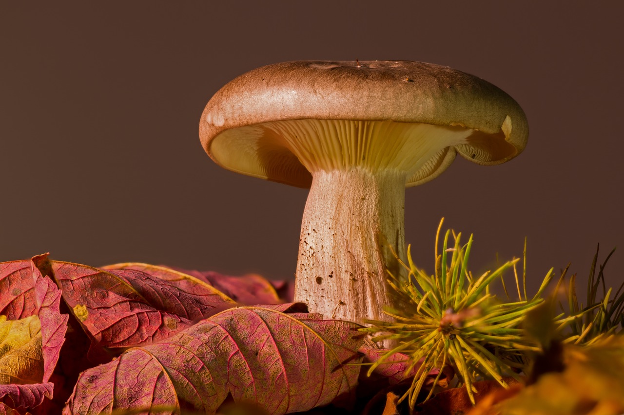 Image - mushroom fall foliage