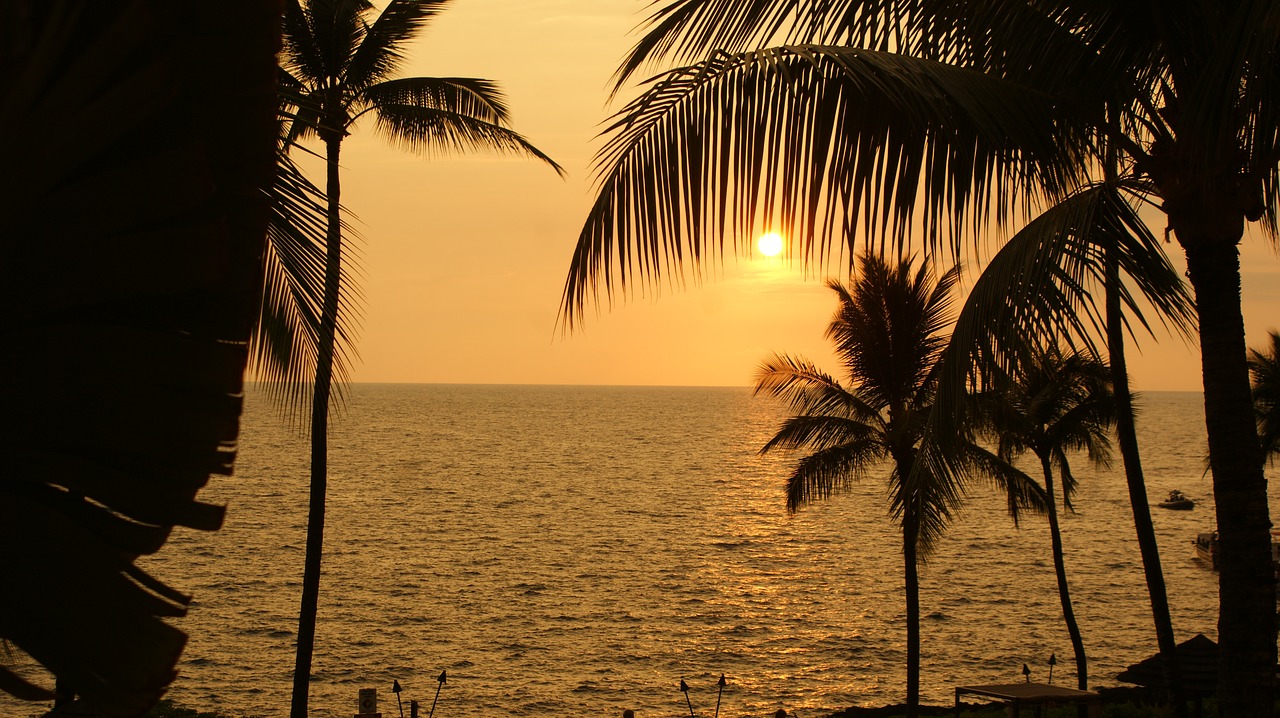 Image - beach nature sunset vacation palm