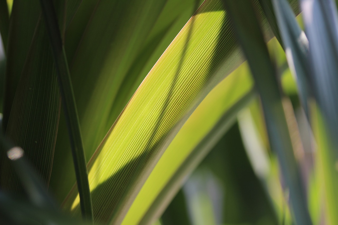 Image - leaves green window plant leaf