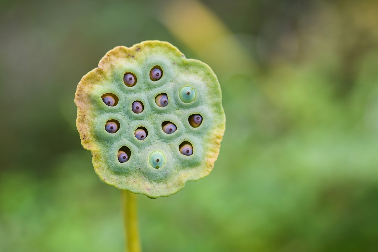 Image - heart of the lotus aquatic plant