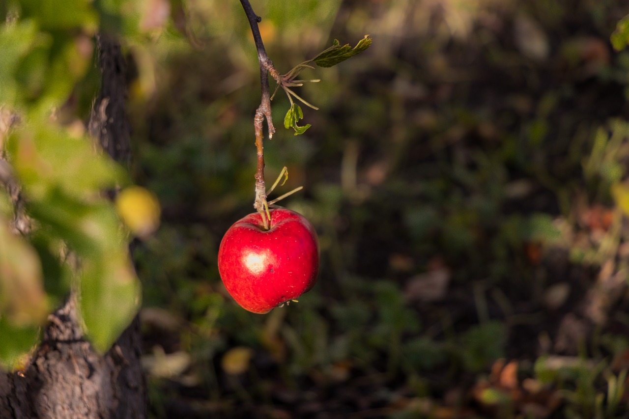 Image - apple fruit apples tree