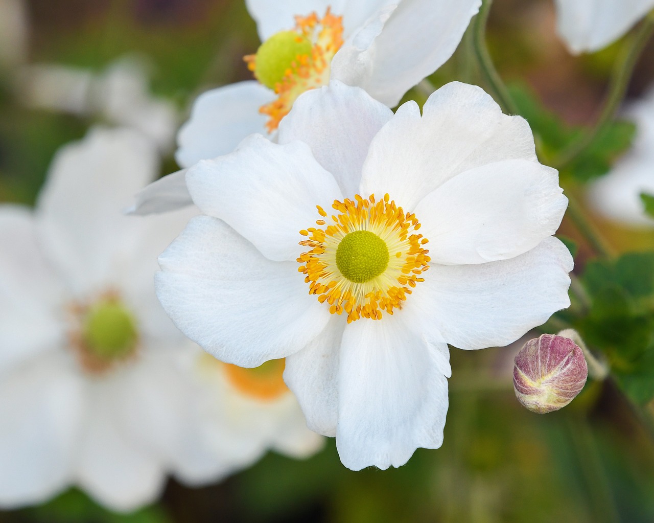 Image - flower white button yellow macro