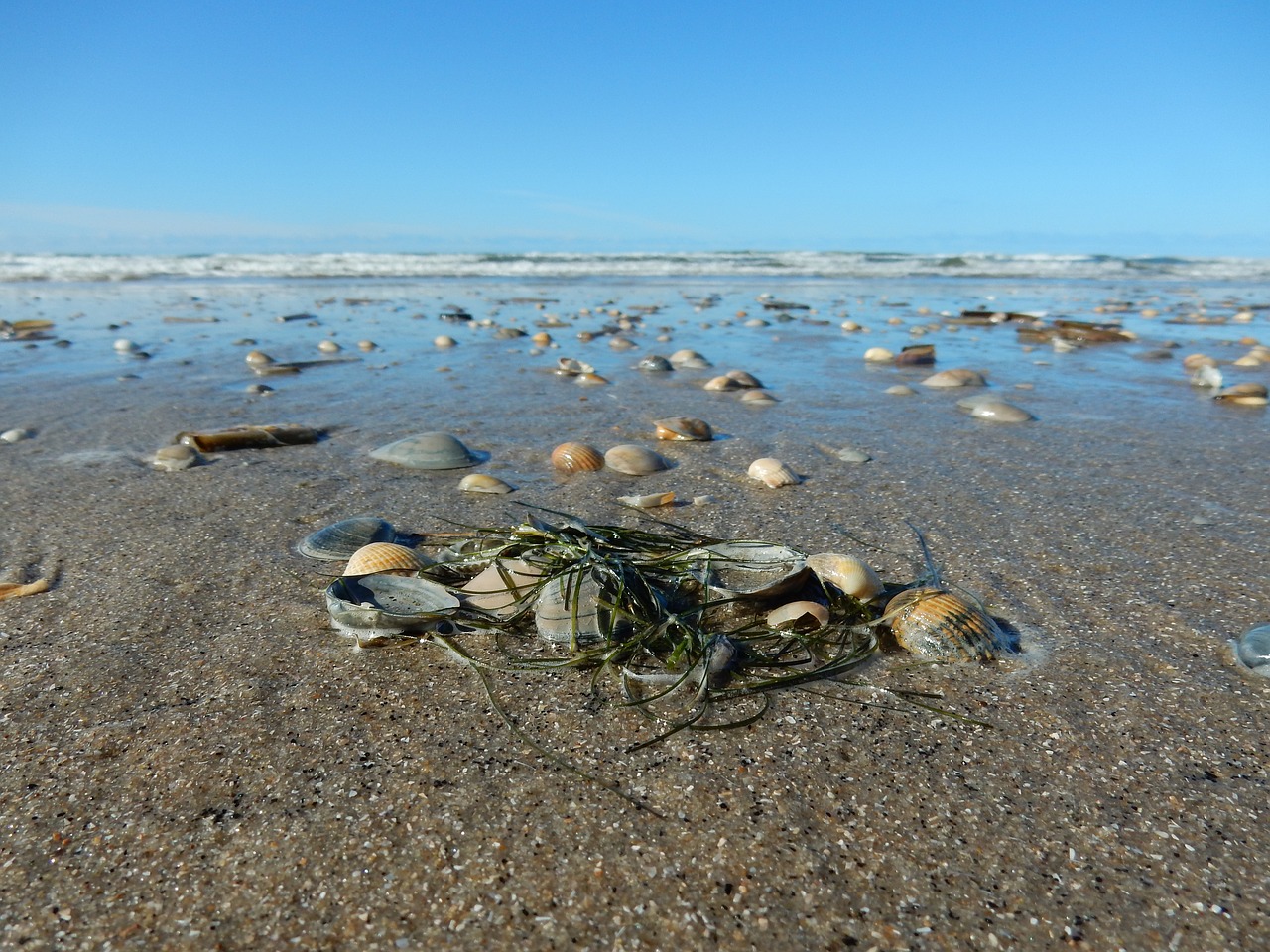 Image - shell north sea beach sand water