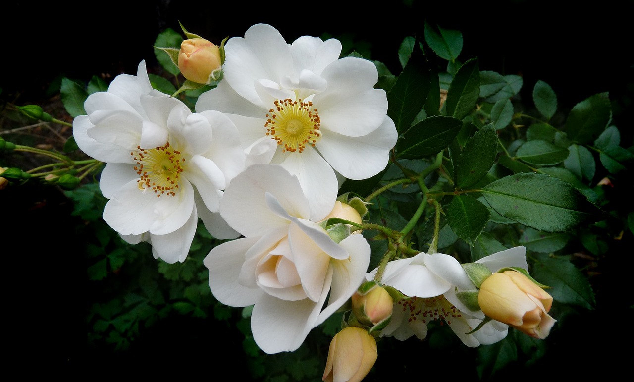 Image - rose white single stamens