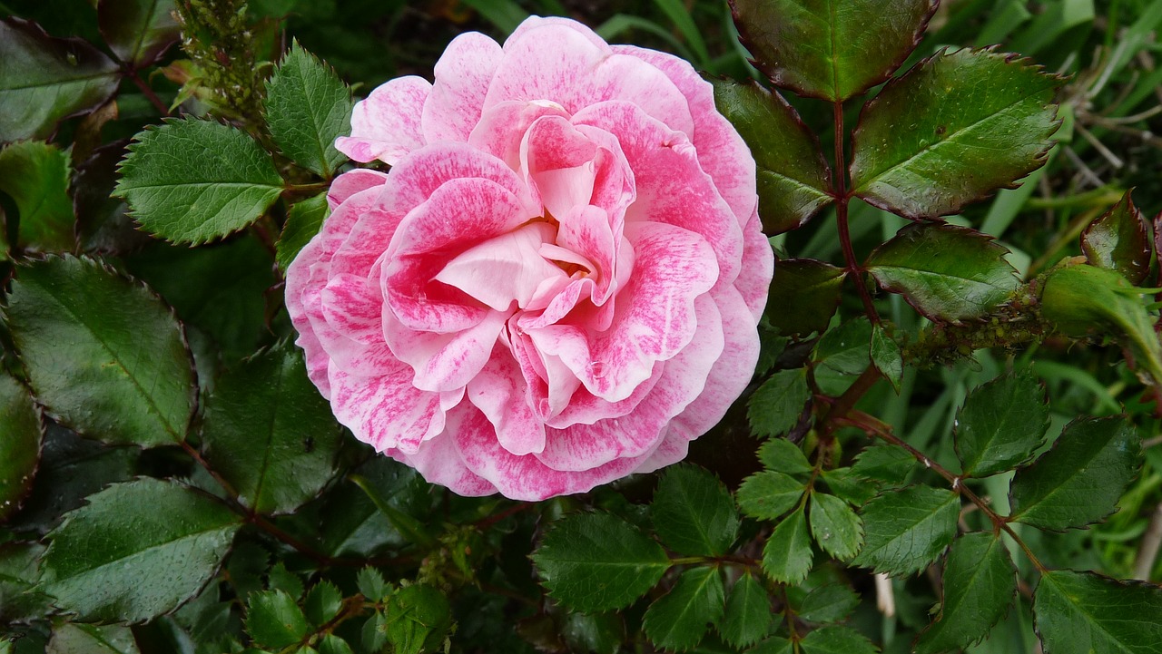 Image - rose pink speckled blossom