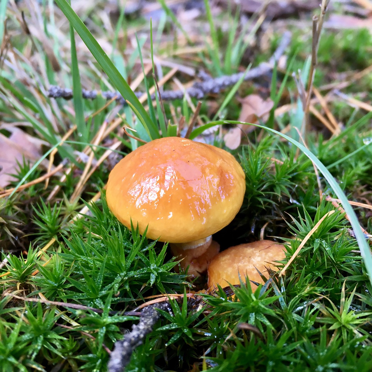 Image - fungus boletus fall mushroom