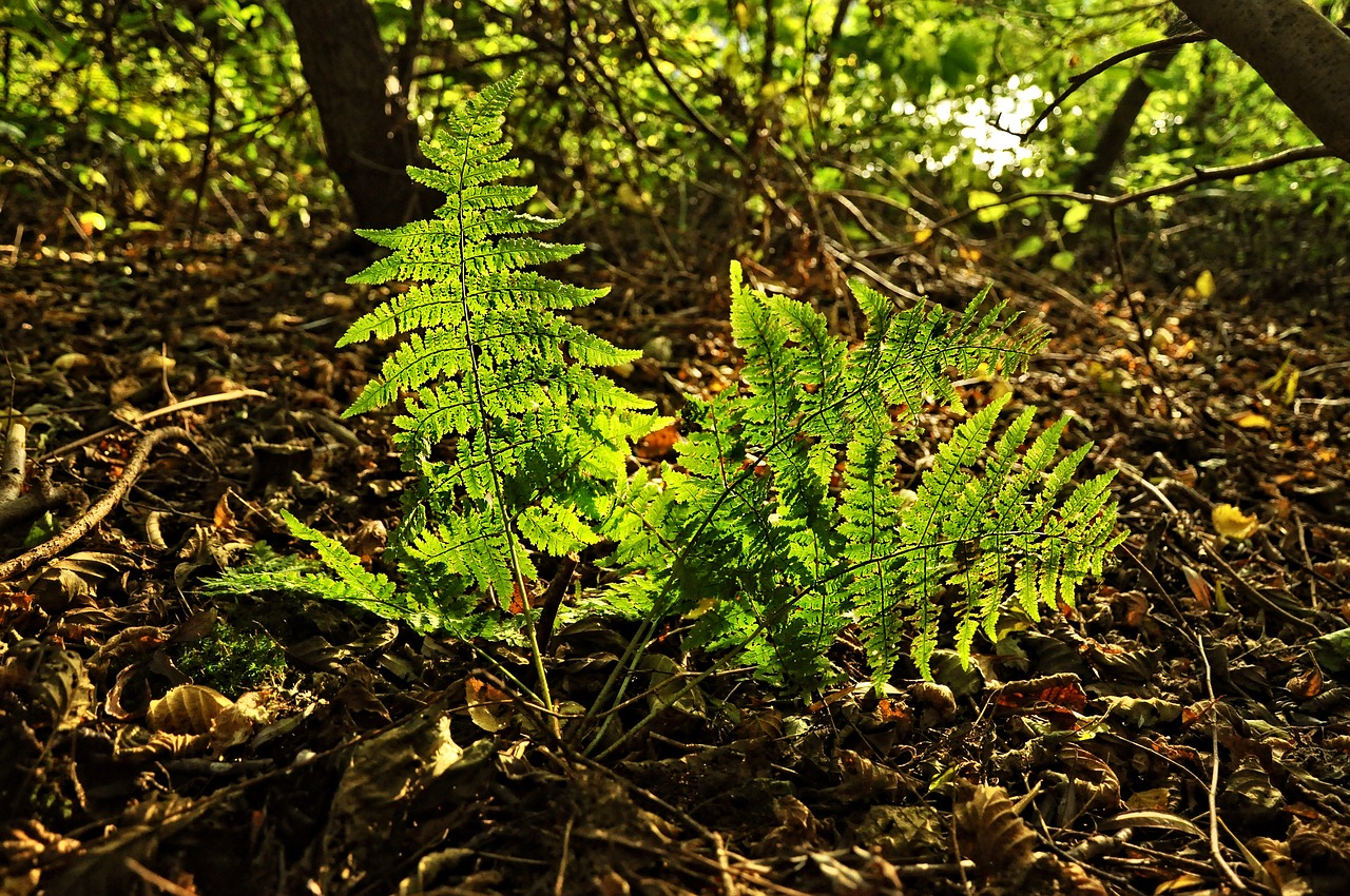 Image - fern plant forest polypoliopsida