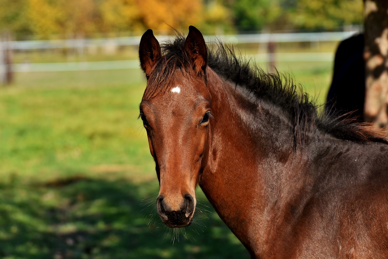 Image - foal horse small horse brown cute