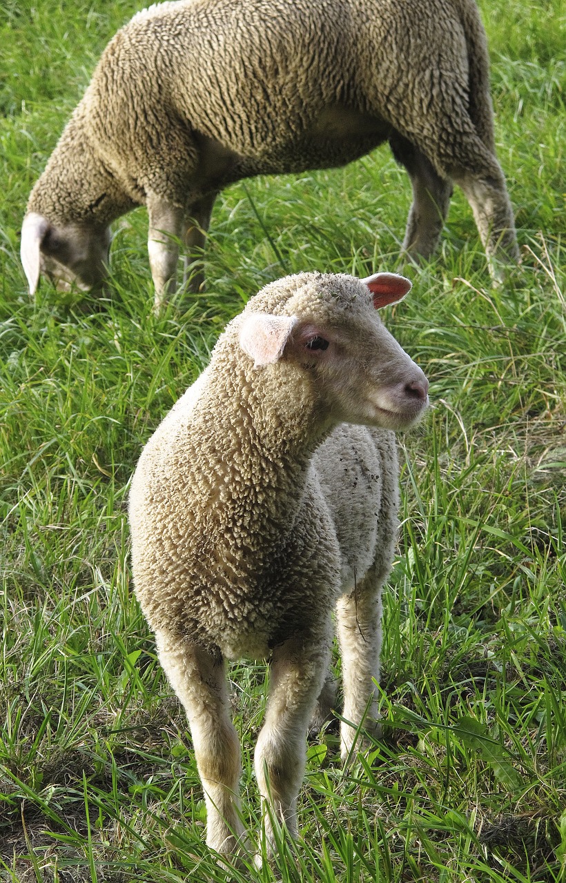 Image - sheep young sheep flock