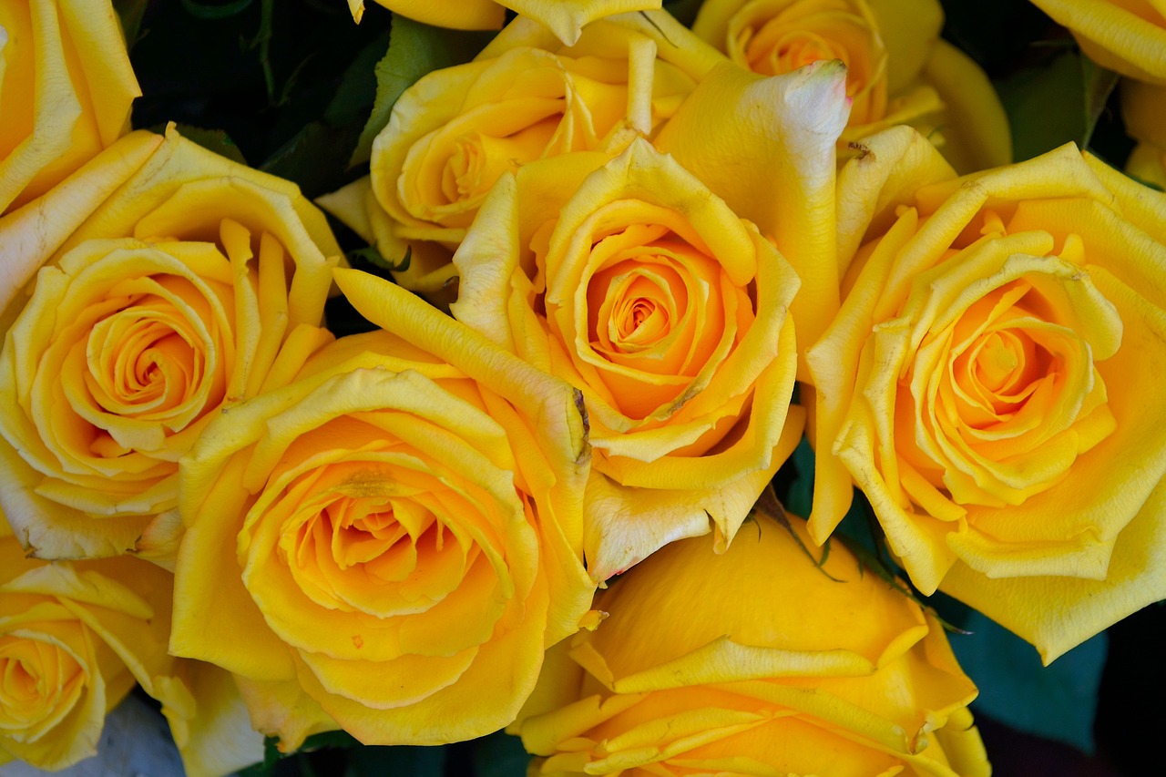 Image - yellow roses flowers floral nature