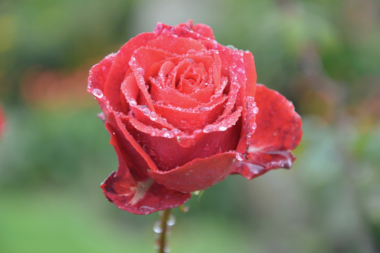 Image - red rose passion love offer gift