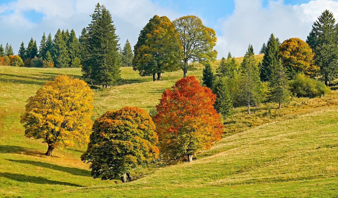 Image - autumn autumn forest trees