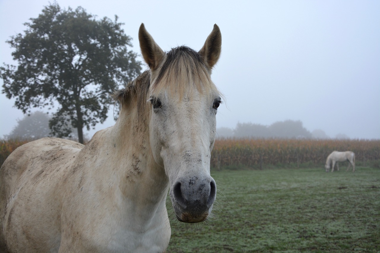 Image - horse equines prairie horses field