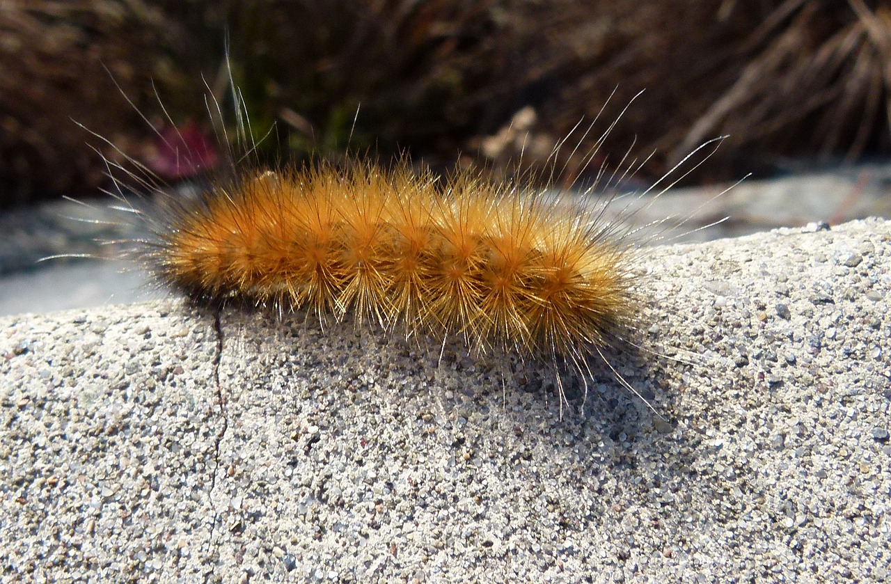 Image - caterpillar wooly bear virginia