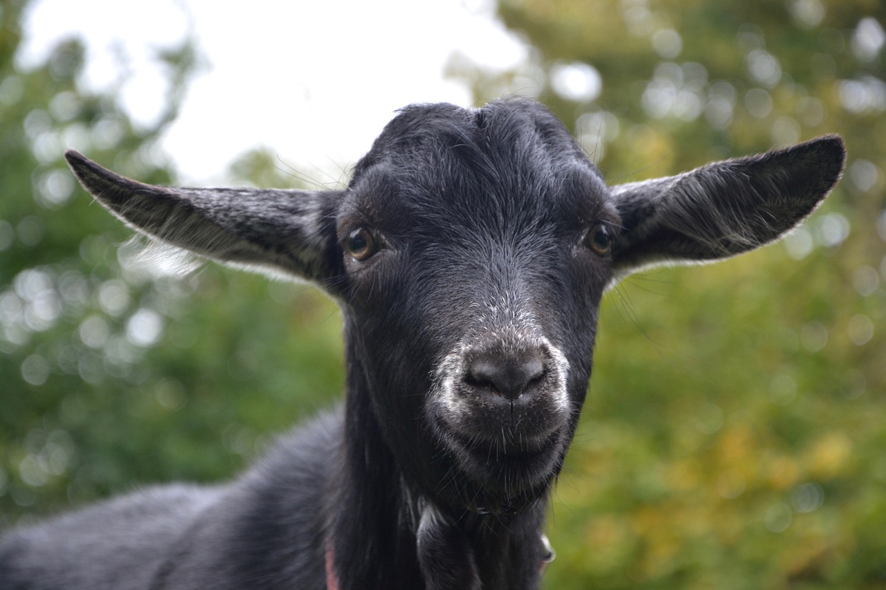 Image - goat goat black white young goat