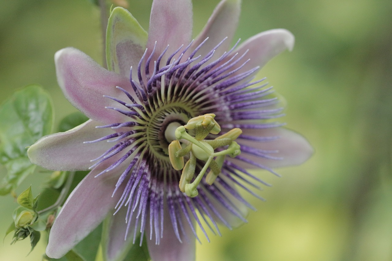 Image - passion flower passiflora climber