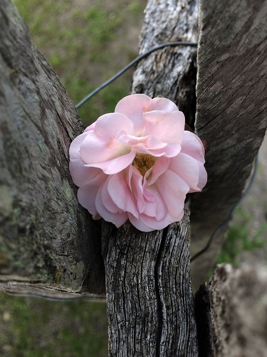 Image - nature flower flowers beauty