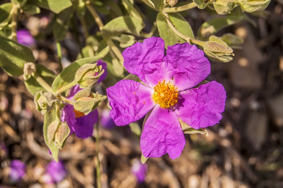 Image - nature wild flower macro