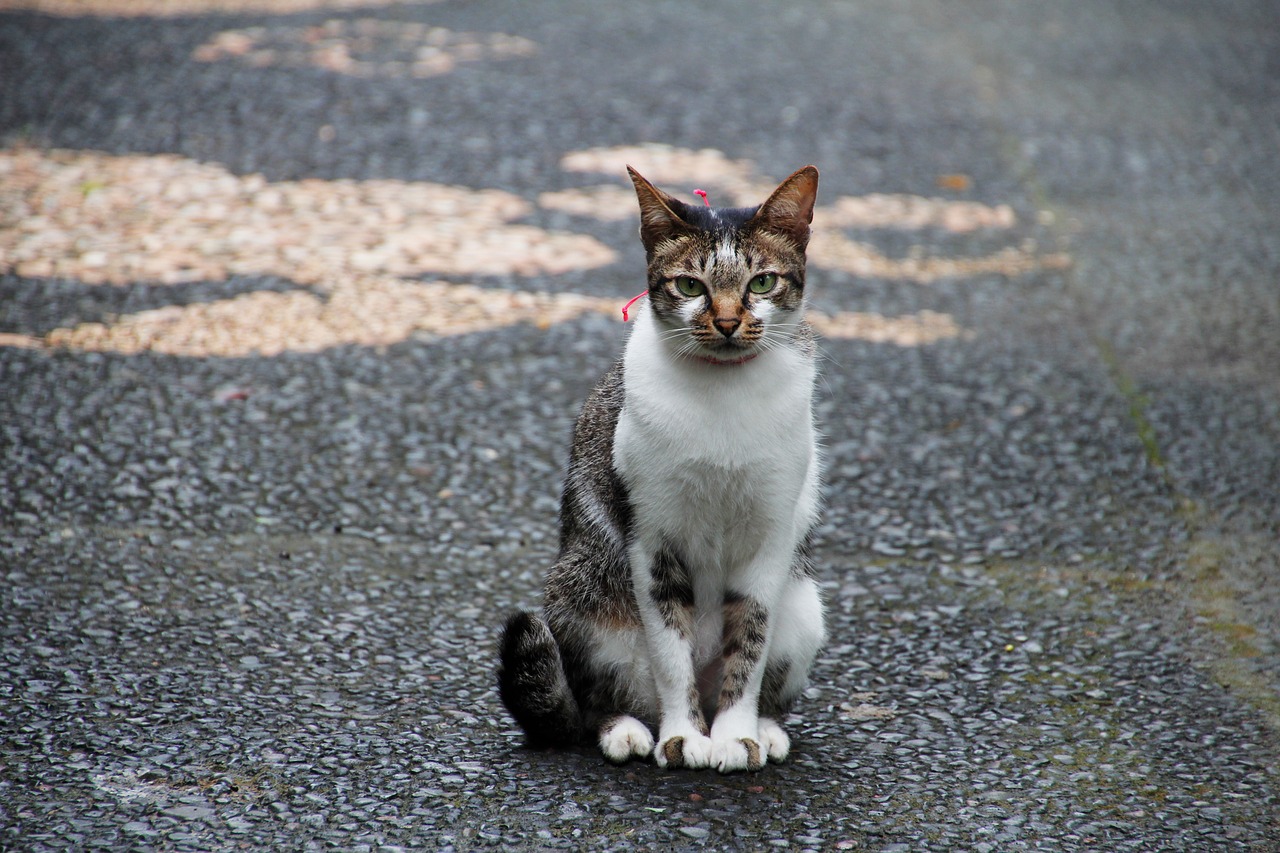 Image - cat sit wait cute pet animal