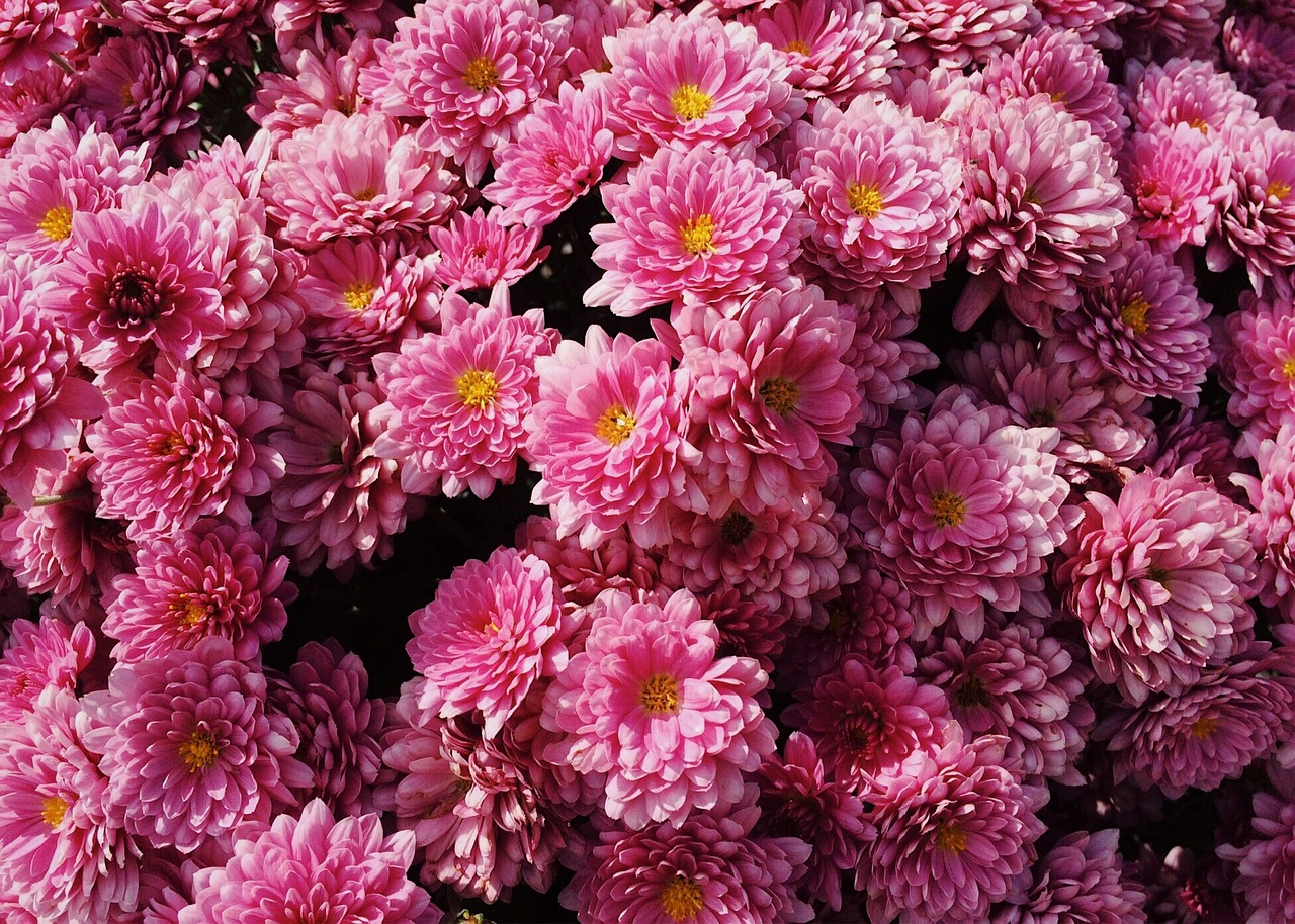 Image - mums flowers fall autumn blossom