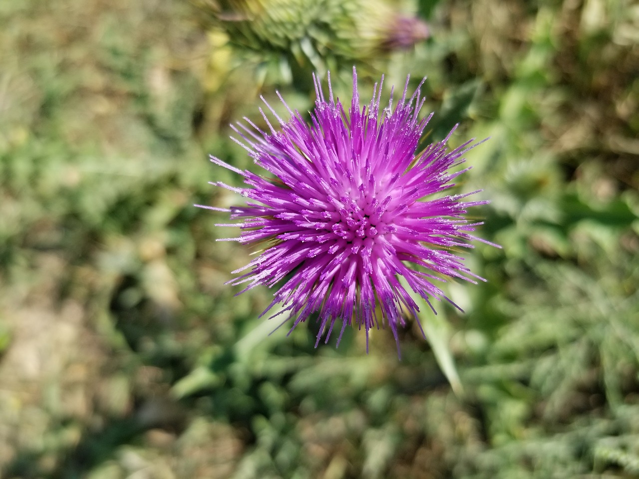 Image - bristle thistle purple wildflower