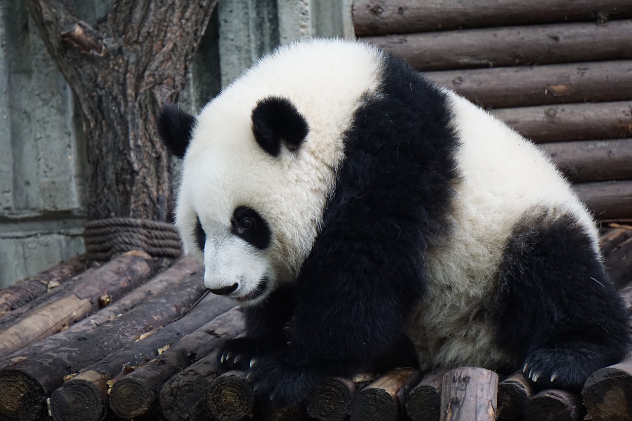 Image - panda adult panda big panda wild