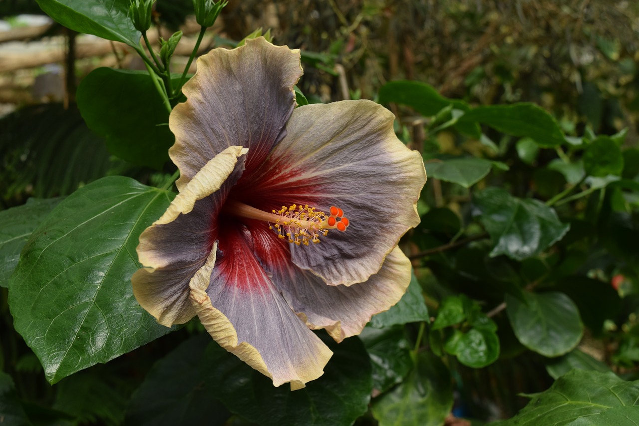 Image - hibiscus exotic flower greenhouse