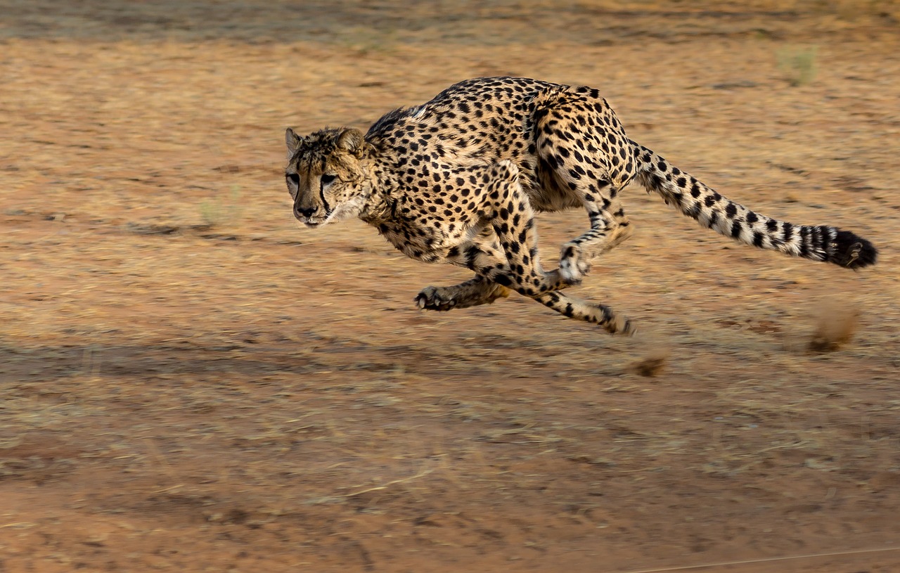 Image - cheetah africa namibia cat run