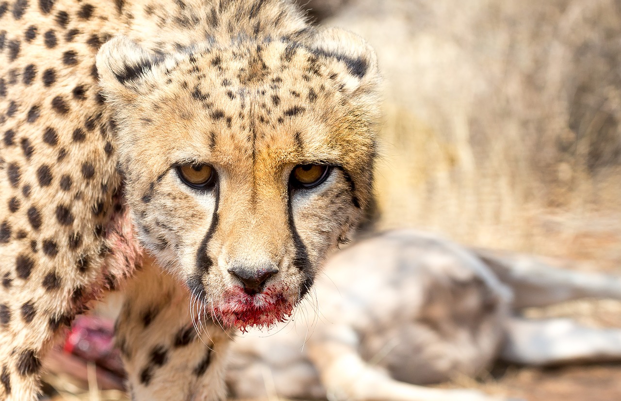 Image - cheetah africa namibia cat prey
