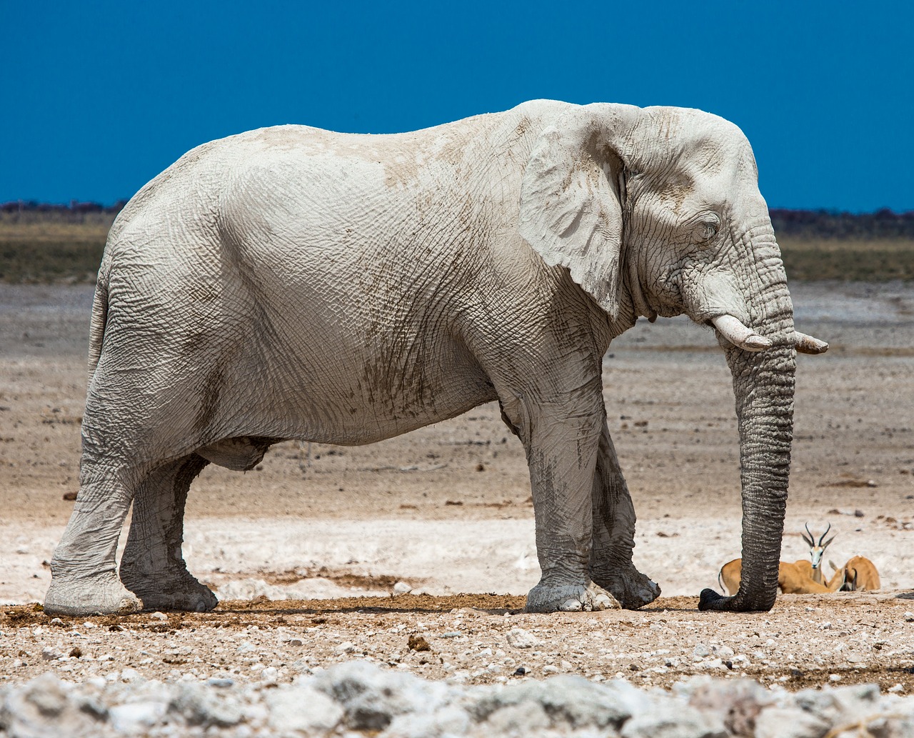 Image - elephant africa namibia safari