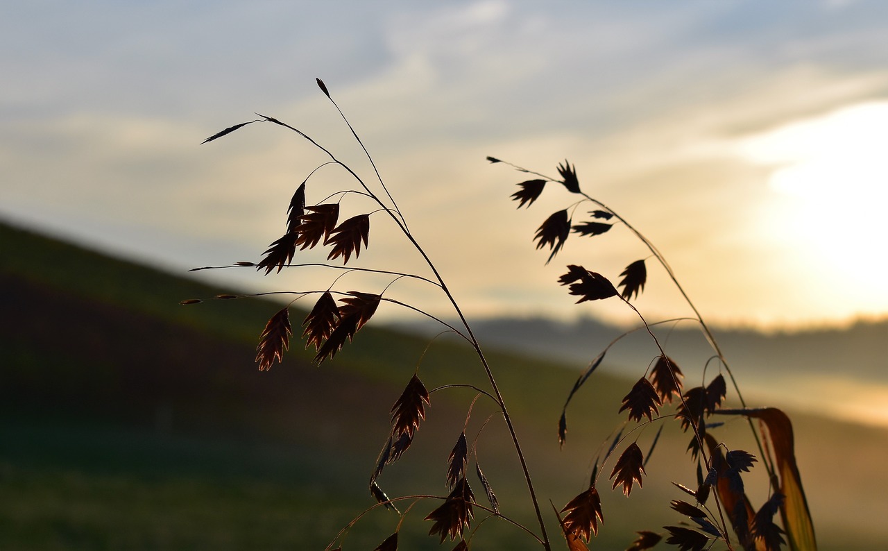 Image - grasses nature back light grass