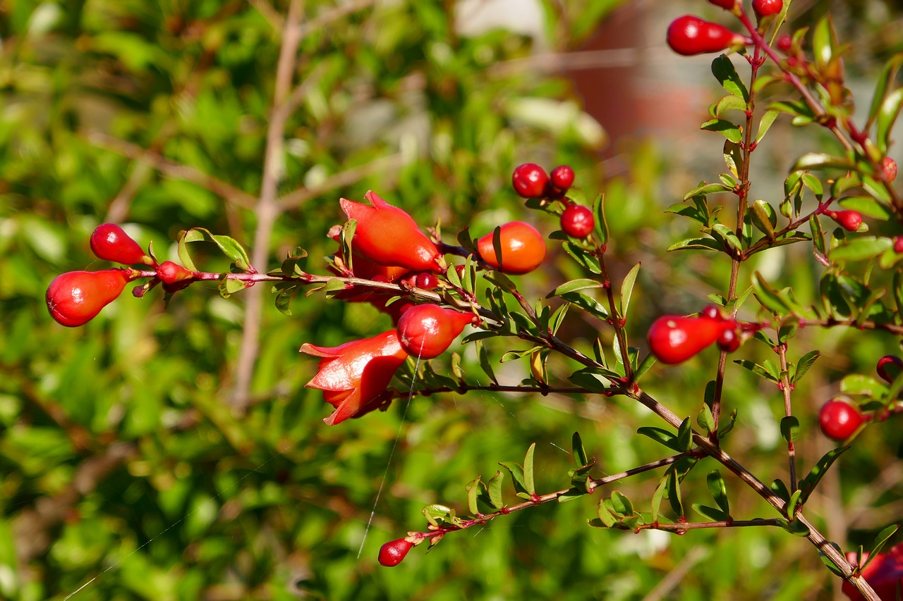 Image - pomegranate bud orange blossom