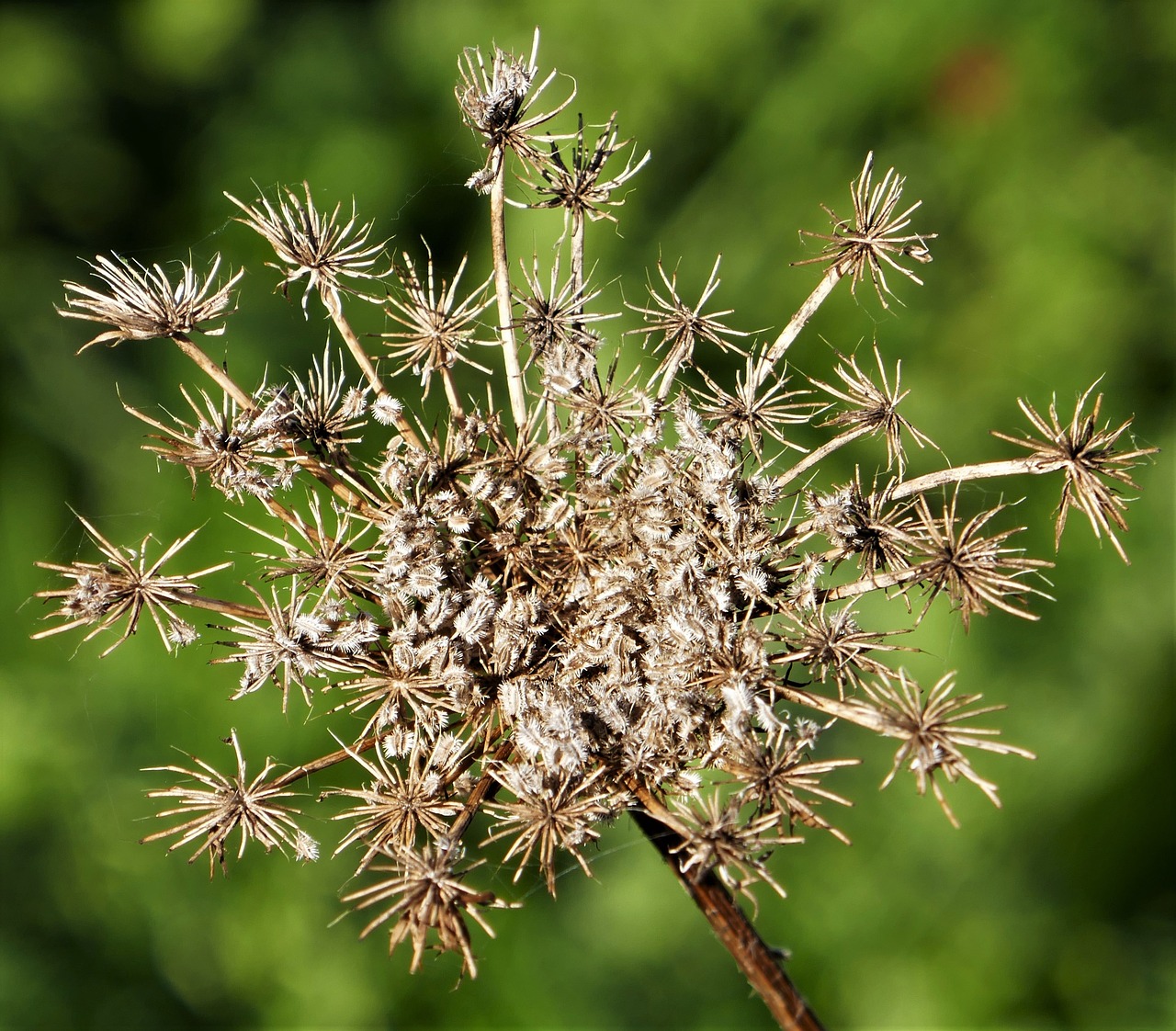 Image - wild parsley parsley seeds